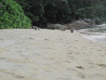 Из мороза России  в тепло Малайзии, на пляжи Пангкора, самостоятельно в январе  2015г.