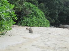 Из мороза России  в тепло Малайзии, на пляжи Пангкора, самостоятельно в январе  2015г.