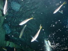 Из мороза России  в тепло Малайзии, на пляжи Пангкора, самостоятельно в январе  2015г.