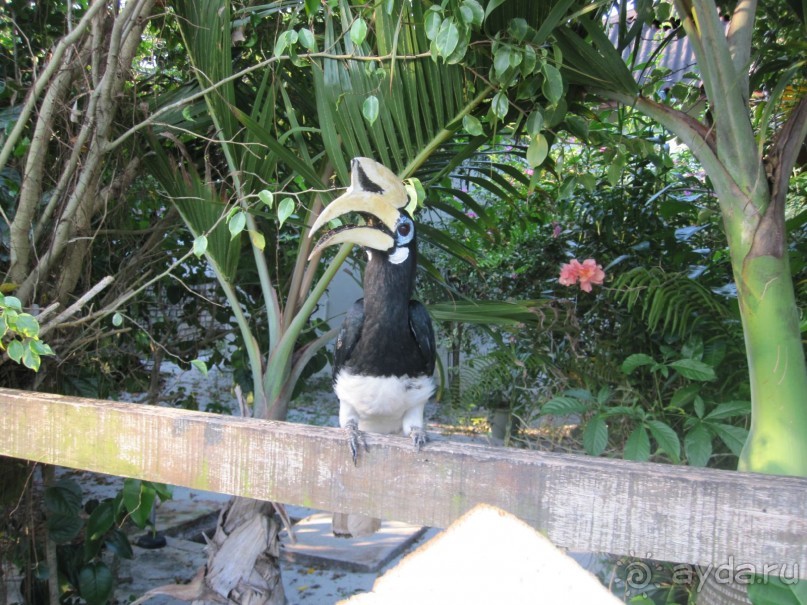 Из мороза России  в тепло Малайзии, на пляжи Пангкора, самостоятельно в январе  2015г.