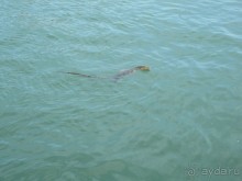 Из мороза России  в тепло Малайзии, на пляжи Пангкора, самостоятельно в январе  2015г.