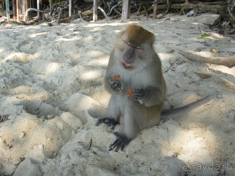 Из мороза России  в тепло Малайзии, на пляжи Пангкора, самостоятельно в январе  2015г.