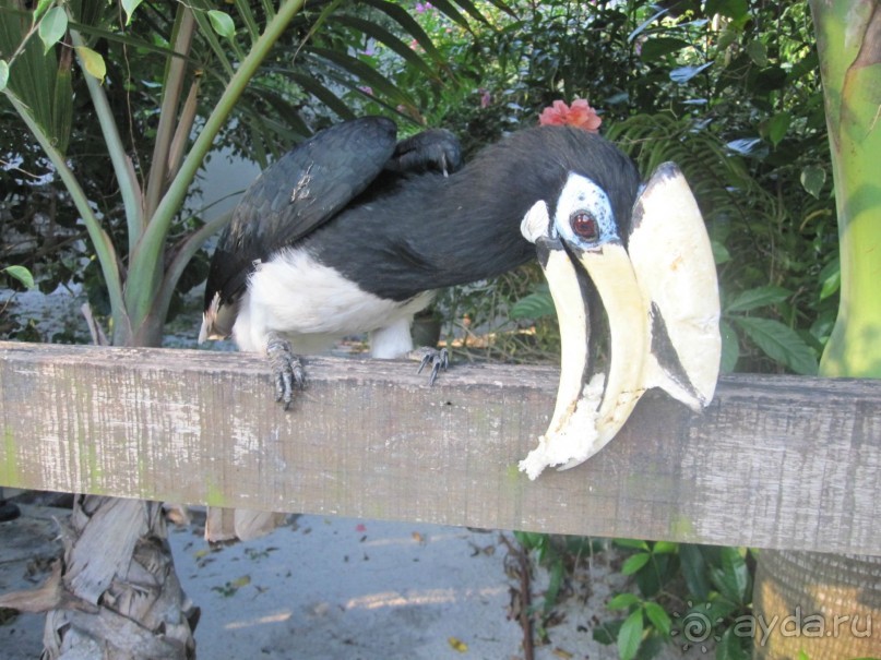 Из мороза России  в тепло Малайзии, на пляжи Пангкора, самостоятельно в январе  2015г.