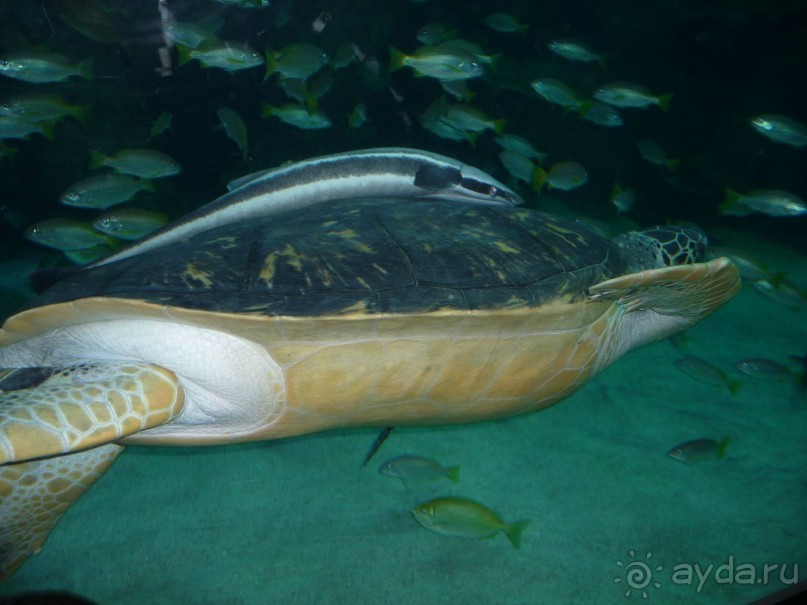 Из мороза России  в тепло Малайзии, на пляжи Пангкора, самостоятельно в январе  2015г.