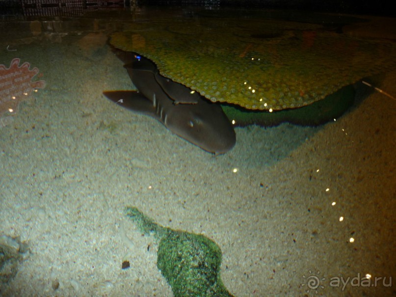 Из мороза России  в тепло Малайзии, на пляжи Пангкора, самостоятельно в январе  2015г.