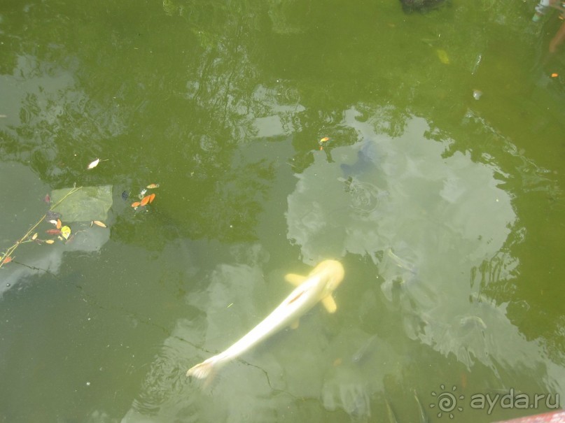 Из мороза России  в тепло Малайзии, на пляжи Пангкора, самостоятельно в январе  2015г.