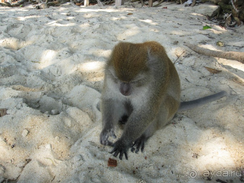 Из мороза России  в тепло Малайзии, на пляжи Пангкора, самостоятельно в январе  2015г.