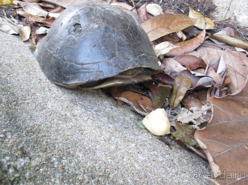 Из мороза России  в тепло Малайзии, на пляжи Пангкора, самостоятельно в январе  2015г.