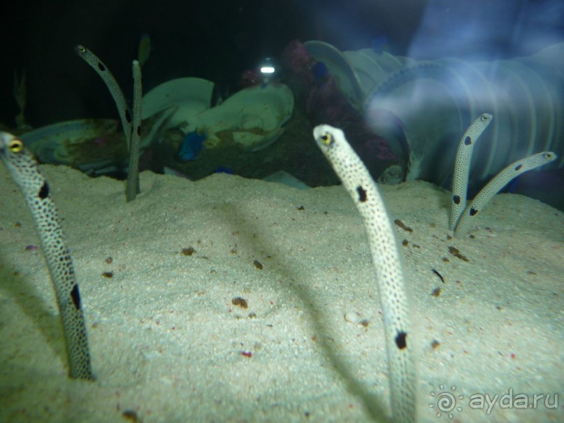 Из мороза России  в тепло Малайзии, на пляжи Пангкора, самостоятельно в январе  2015г.