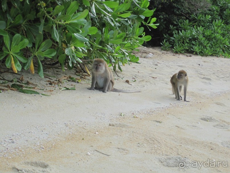 Из мороза России  в тепло Малайзии, на пляжи Пангкора, самостоятельно в январе  2015г.
