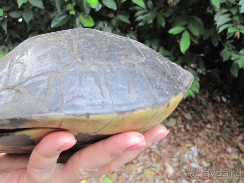 черепаха в шоке , но я компенсировала моральный вред кусочком банана