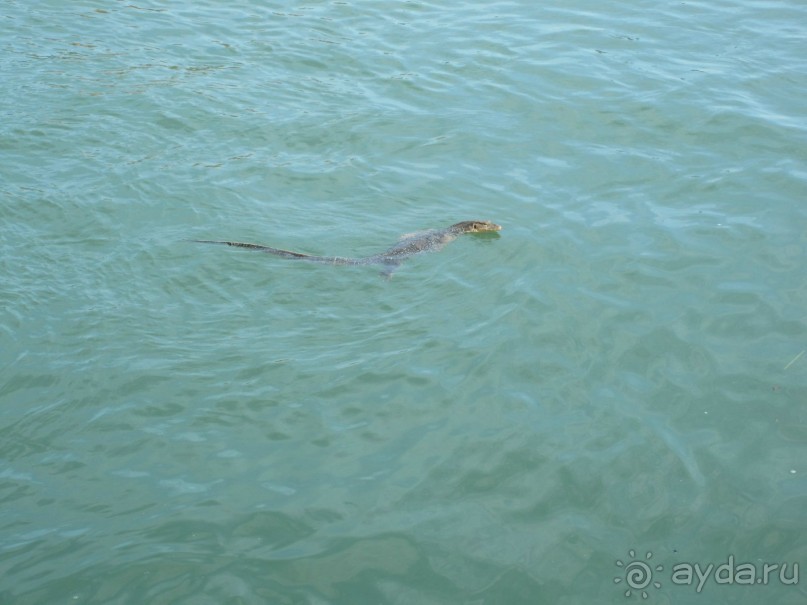 варанчик  поплыл по делам 