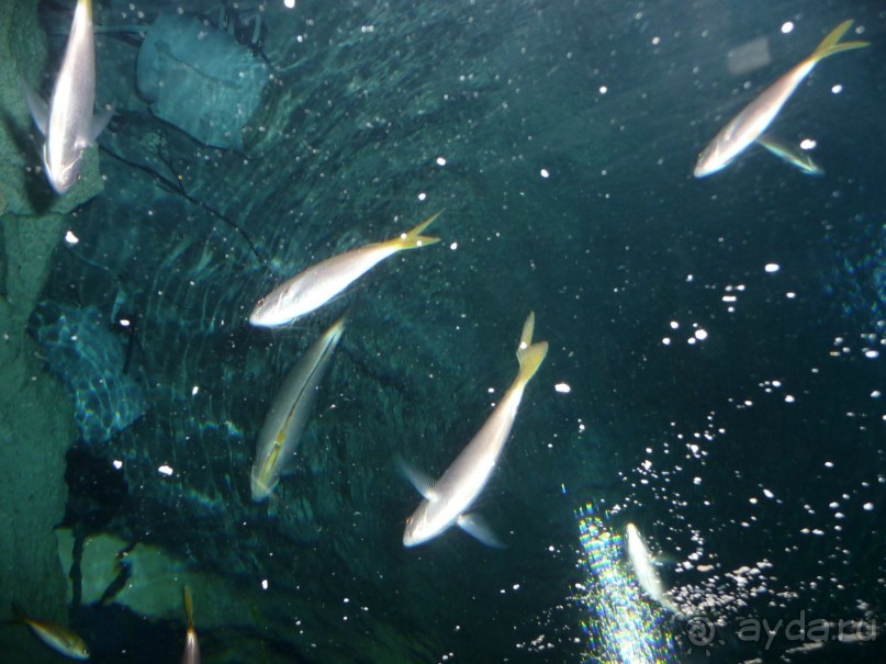 Из мороза России  в тепло Малайзии, на пляжи Пангкора, самостоятельно в январе  2015г.