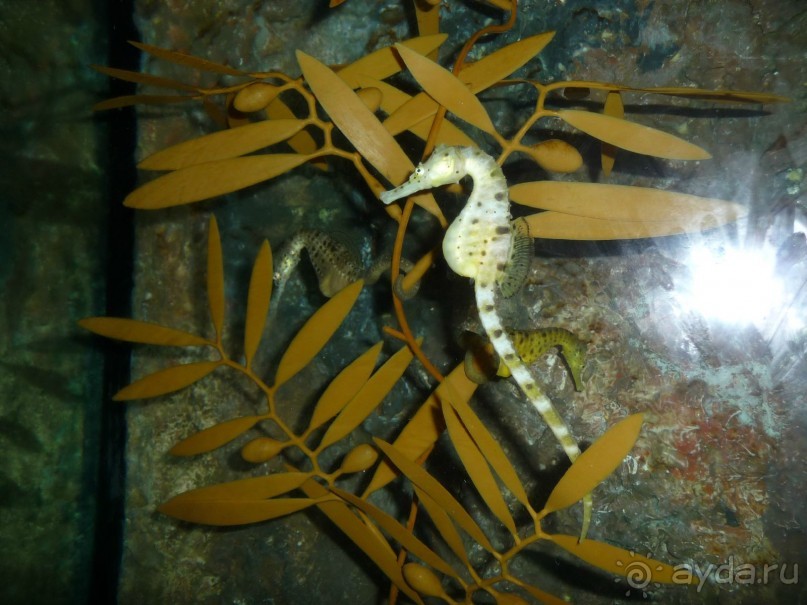 Из мороза России  в тепло Малайзии, на пляжи Пангкора, самостоятельно в январе  2015г.