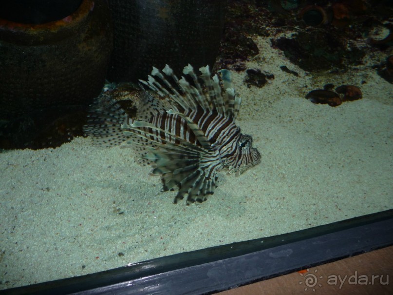 Из мороза России  в тепло Малайзии, на пляжи Пангкора, самостоятельно в январе  2015г.