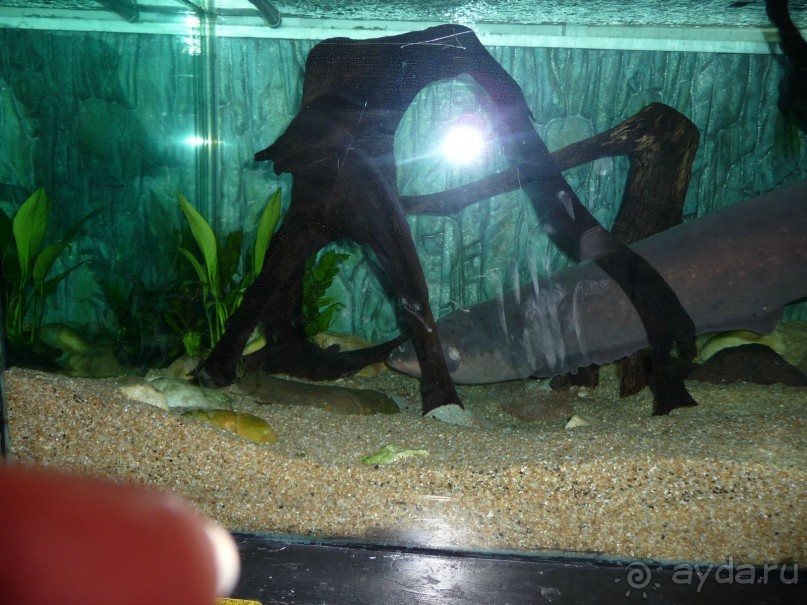 Из мороза России  в тепло Малайзии, на пляжи Пангкора, самостоятельно в январе  2015г.