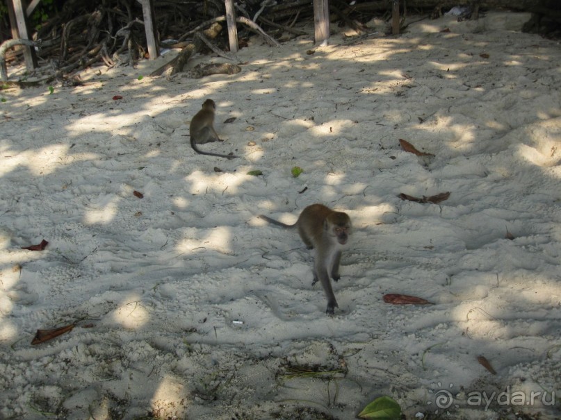 Из мороза России  в тепло Малайзии, на пляжи Пангкора, самостоятельно в январе  2015г.