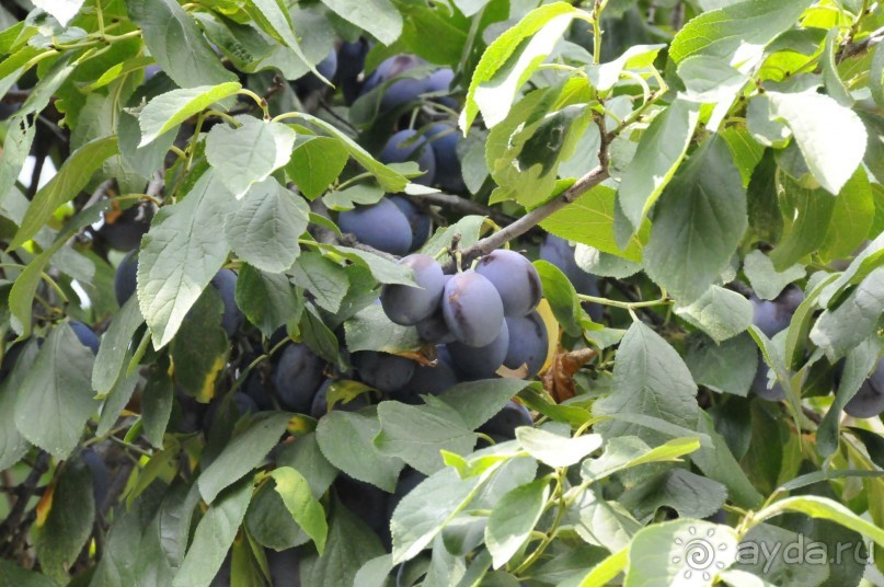 КТО ЗА ЧЕМ ЕДЕТ НА МОРЕ....