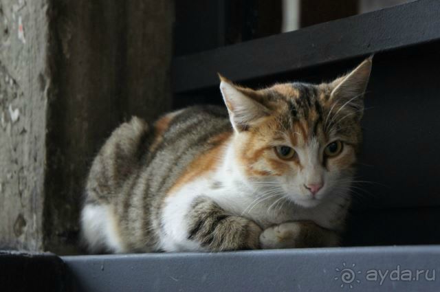 Мозаика Стамбула