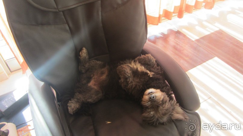 Отельная смешная собачка...