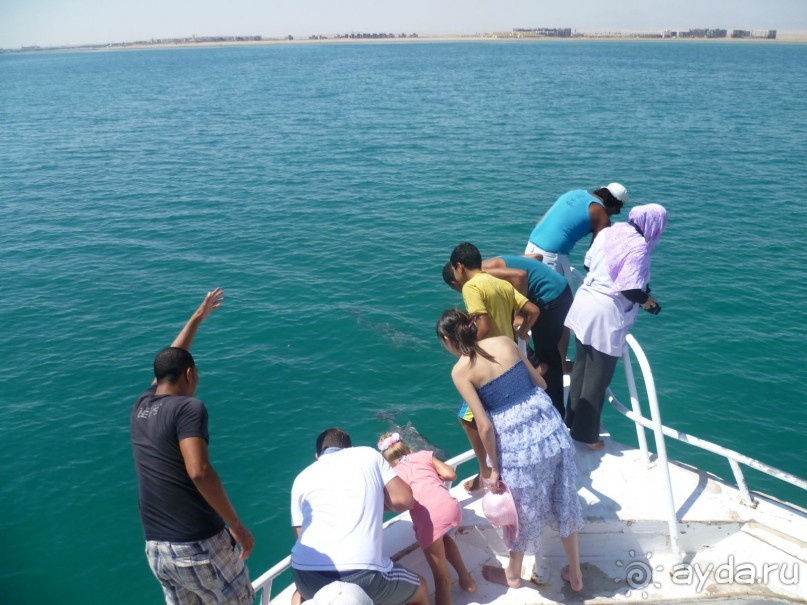 фото Bamboo Grove