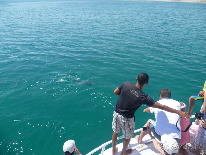 фото Bamboo Grove