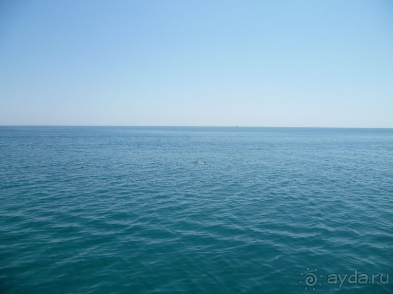 фото Bamboo Grove