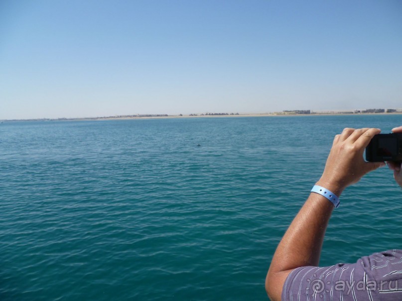 фото Bamboo Grove