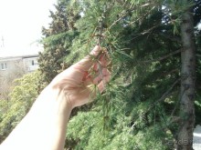 Мини гостиница ГаспраВип для респектабельного и спокойного отдыха