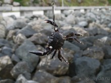 Созополь. Приморско. Болгария. Рыбалка 