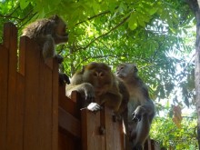 Впервые оказались в Таиланде