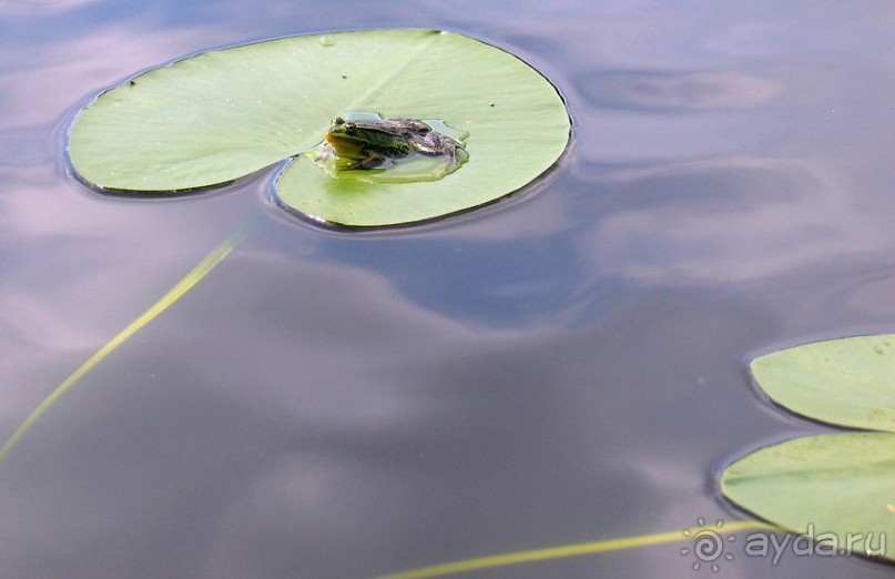 Край чистых родников