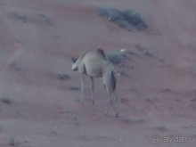 В пустыне ОАЭ