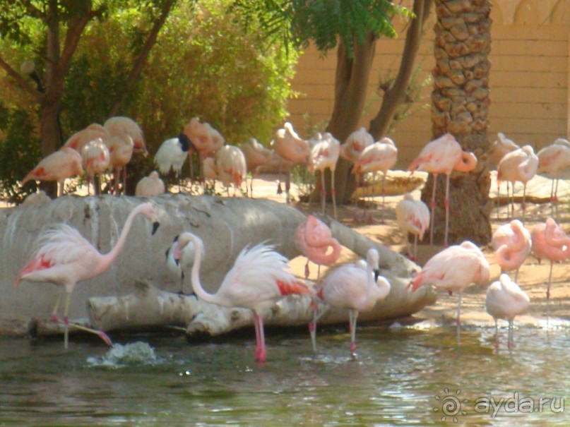 Дубай. зоопарк