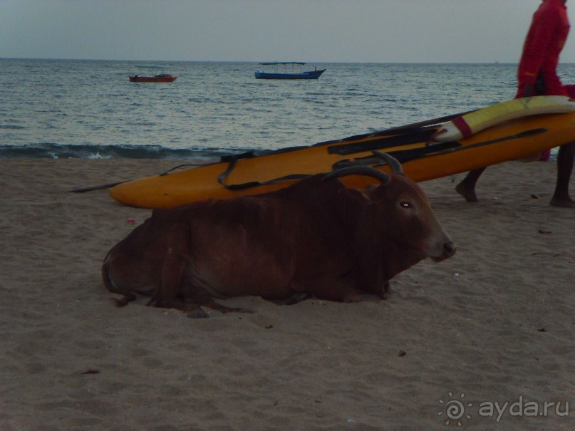 ГОА, впервые.