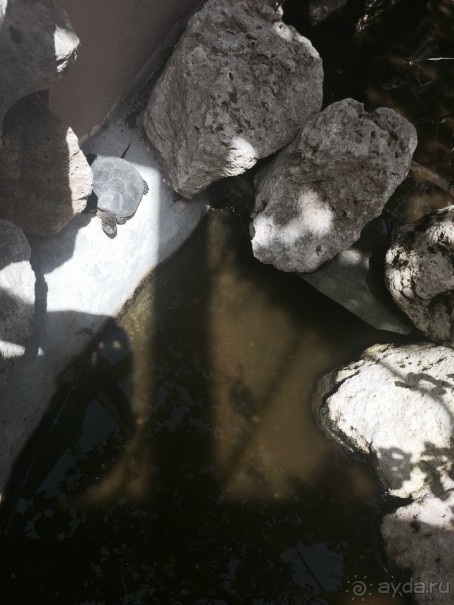 Наша Одиссея!