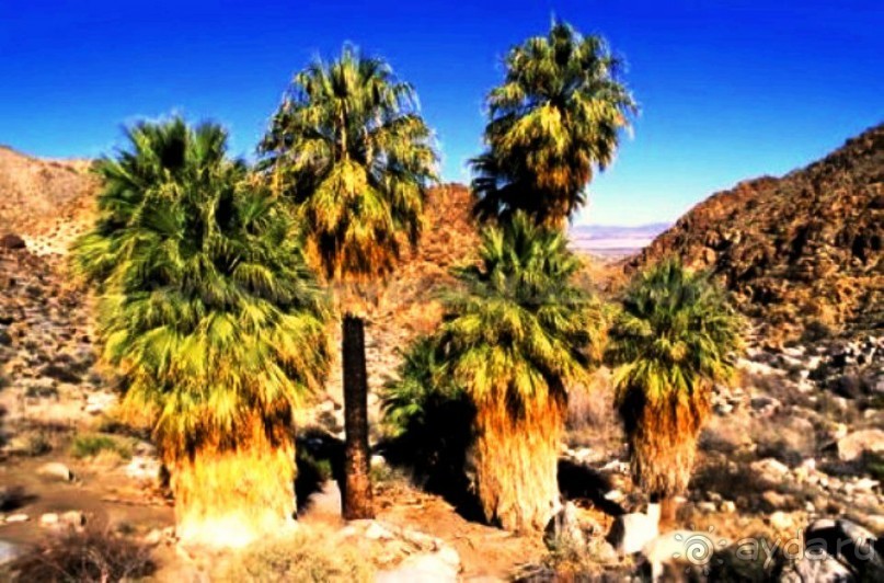 Увидеть Дубай и улететь!