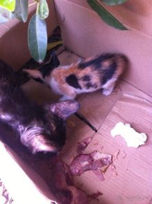 фото Holiday International Sharjah Hotel