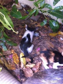 фото Holiday International Sharjah Hotel