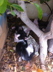 фото Holiday International Sharjah Hotel