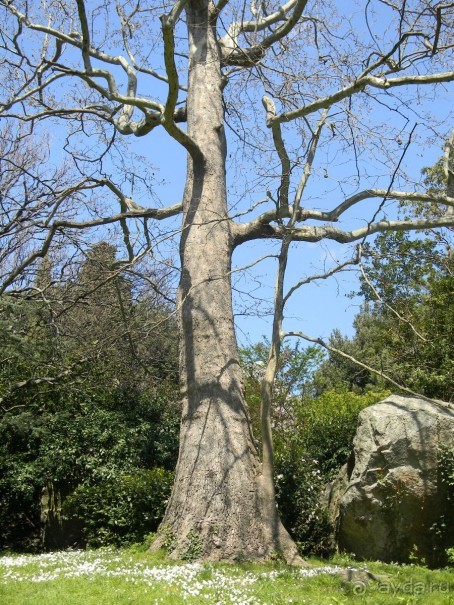 Обожаю весенний парк Алупки!