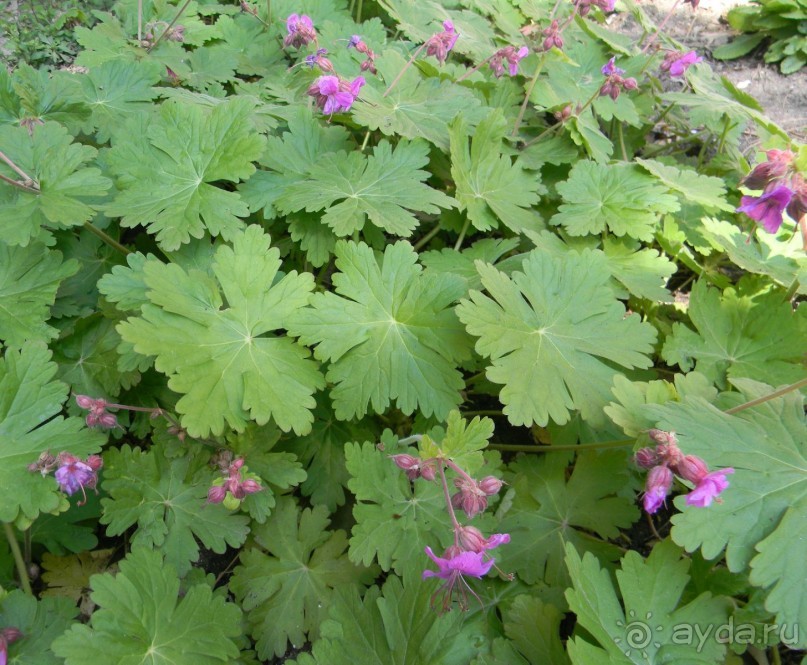 Обожаю весенний парк Алупки!