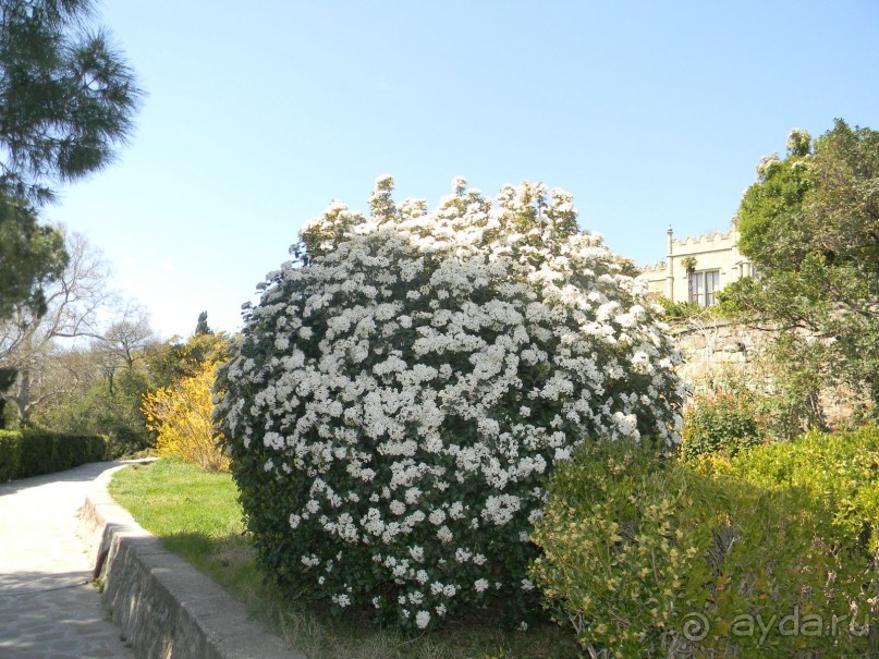 Обожаю весенний парк Алупки!