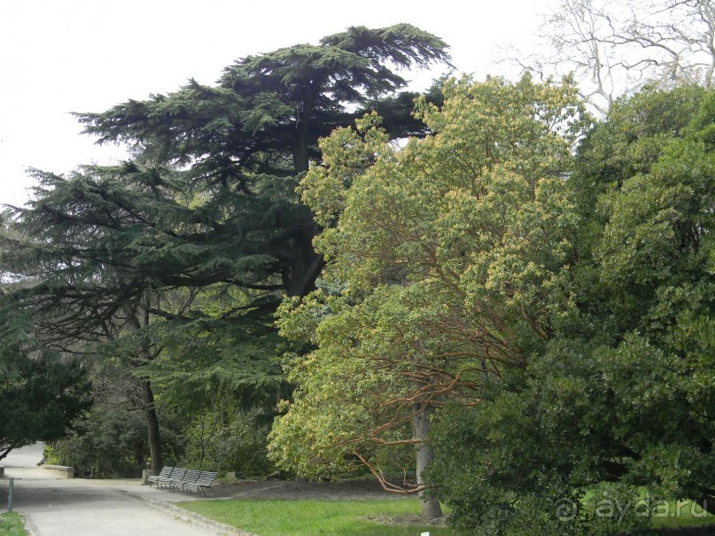 Обожаю весенний парк Алупки!