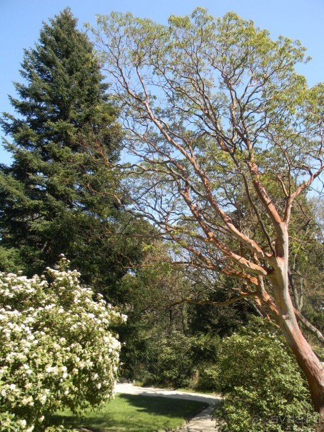 Обожаю весенний парк Алупки!