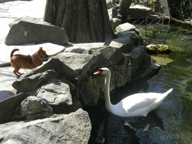 Обожаю весенний парк Алупки!