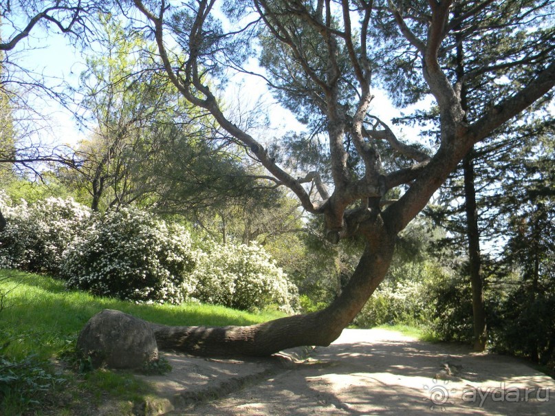 Обожаю весенний парк Алупки!