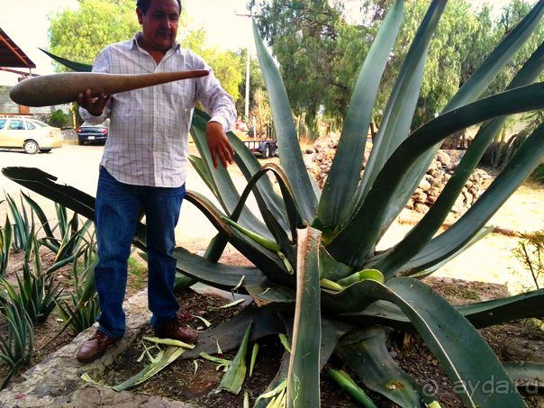 Стоит того...