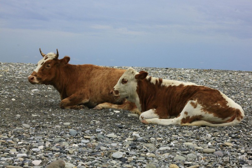Телки на пляже...Явление для Абхазии обыденное.