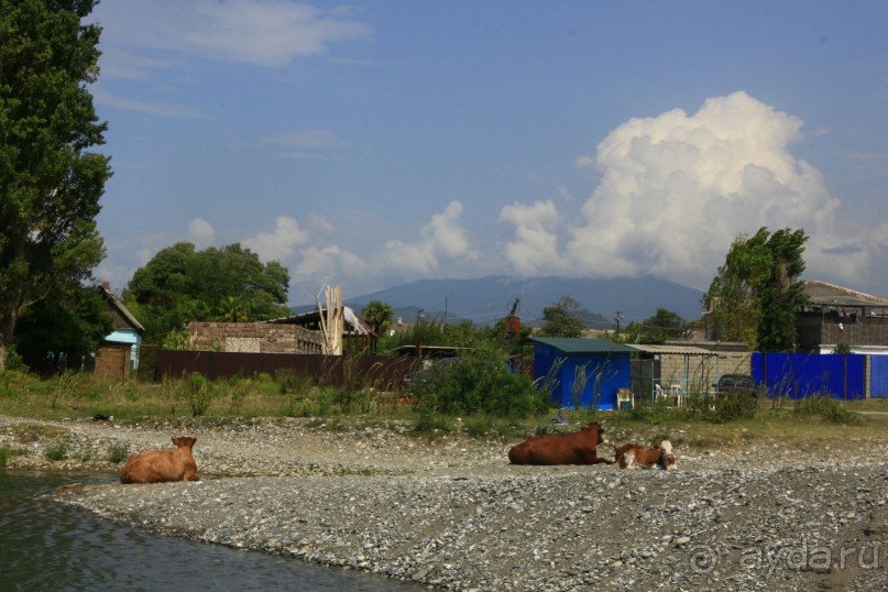 Те же телки,другой ракурс